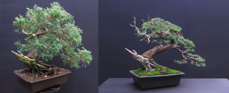 juniper bonsai